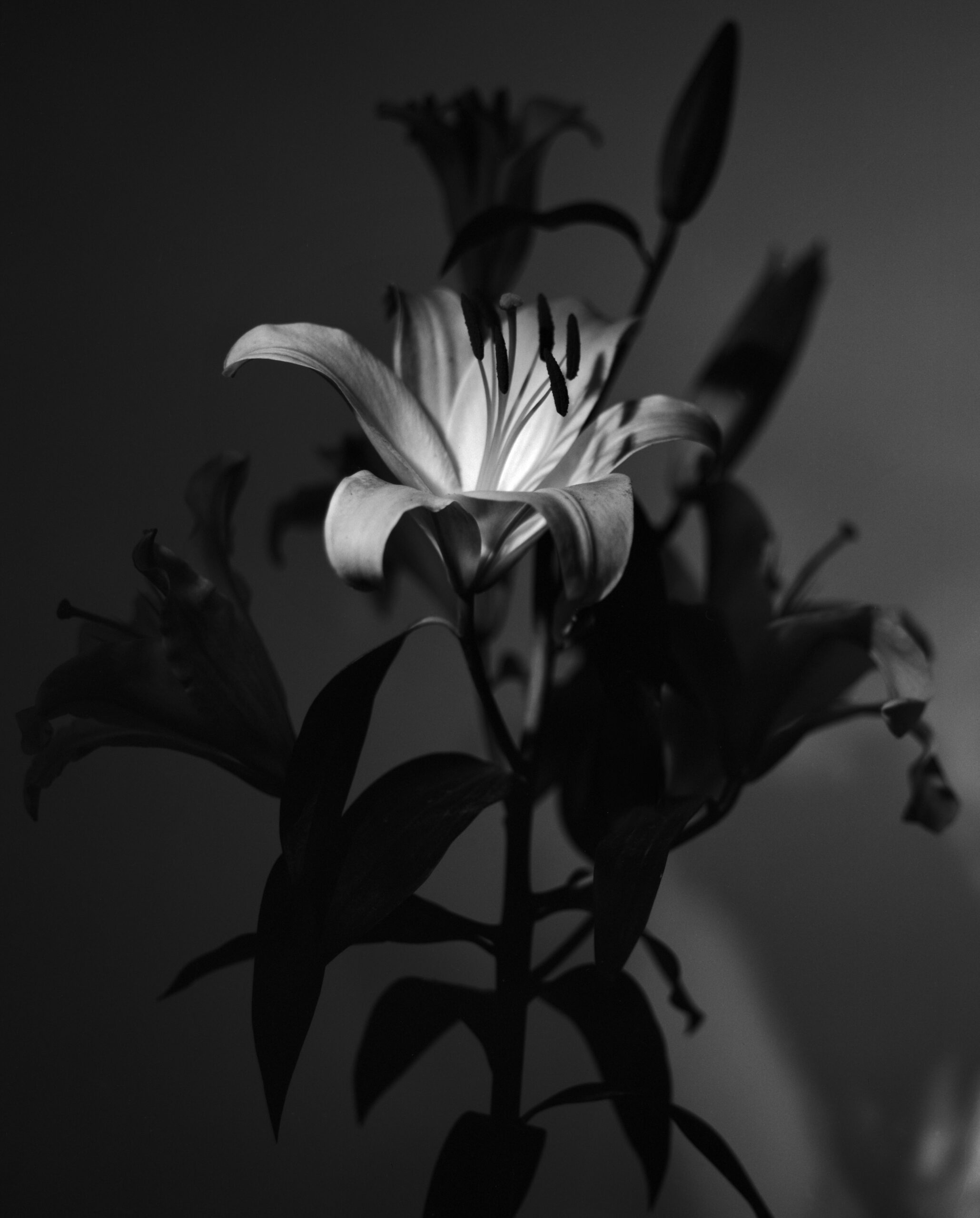©Donata Sasso 2026 