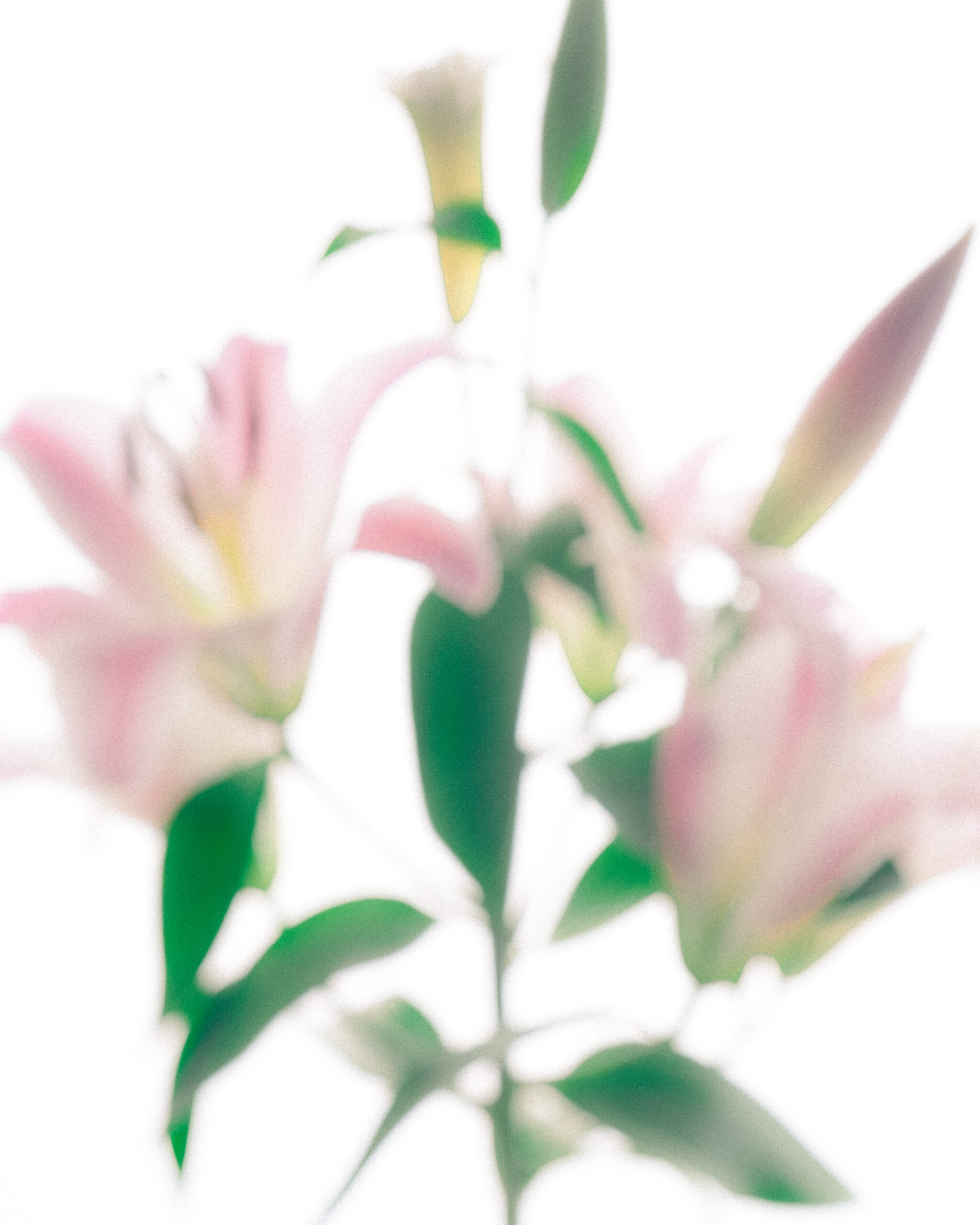 ©Donata Sasso 2026 